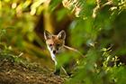 Red Fox Cub