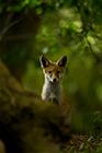 Red Fox Cub