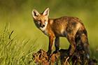 Red Fox Cub