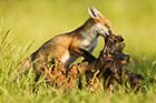 Red Fox Cub